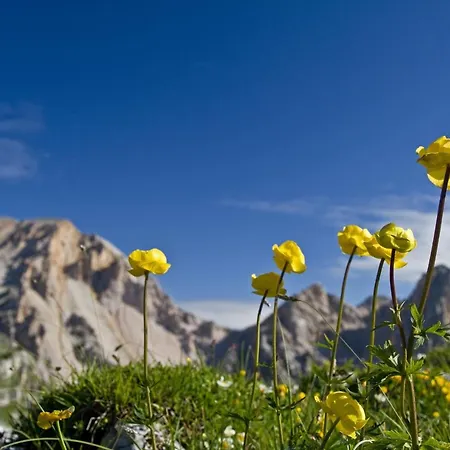 Altachhof Und - Jokercard Im Sommer Inklusive 3* Saalbach-Hinterglemm
